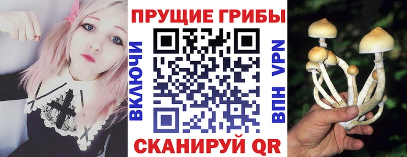 Псилоцибиновые грибы мицелий дарнет шоп Тамбов
